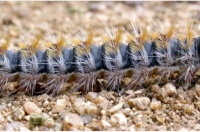 larva-processionaria